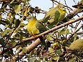 Yellow-footed Green Pigeon Treron phoenicoptera by Dr. Raju Kasambe DSCN2282 (21).jpg