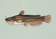 Yellow bullhead fish ameiurus natalis.jpg