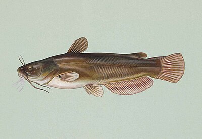 Žlutá hlavice ryby ameiurus natalis.jpg