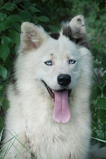 Yakutian Laika Dog breed