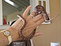 A docile young corn snake captured from the wild as an introduced species on the island of Nevis, West Indies, in 2009.