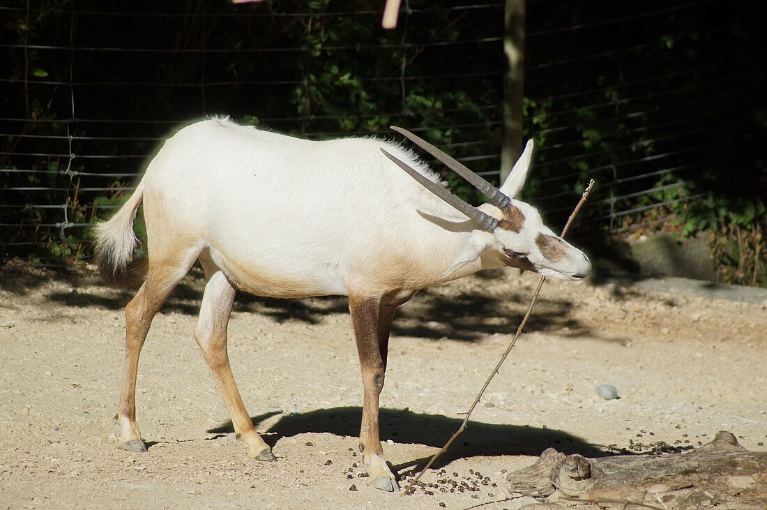 File:ZooZürich - Oryx leucoryx 3.JPG