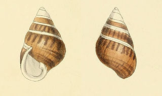 <i>Achatinella decora</i> Extinct species of gastropod