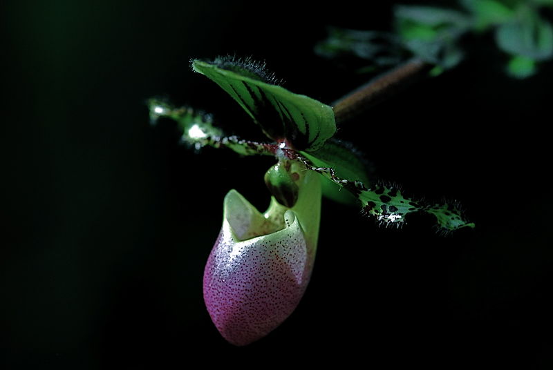 File:'Paphiopedilum chamberlainium @ Botanical Gardens in Ubud, Bali, Indonesia.jpg