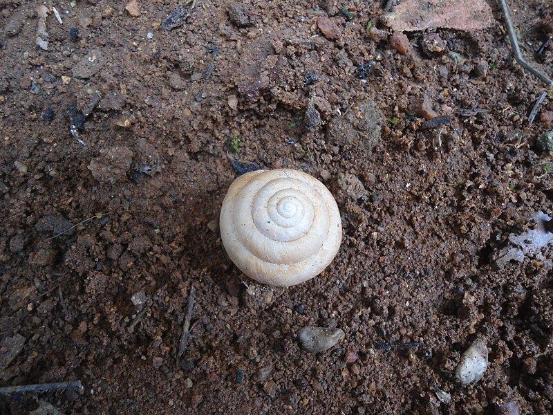 File:(Chloraea stenopsis) gastropoda at Madhurawada 01.JPG