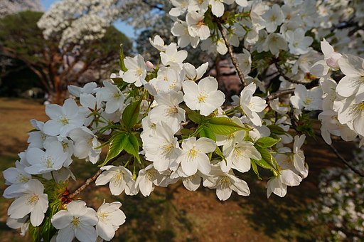 Ōshima-zakura多くの栽培品種を生み出した日本固有種のオオシマザクラ。ソメイヨシノの片親