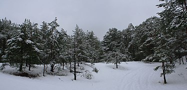 Bosque de pinos en Garupe