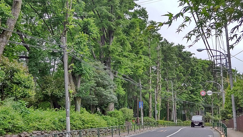 File:石神井公園～井草通りのケヤキ並木～（練馬区）.jpg
