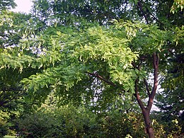 サイカチの木