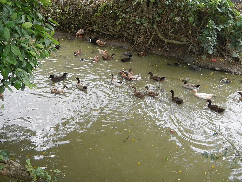 File:06726jfCandaba Pampanga Domesticated Ducks Fields Dulong Ilog Bulacanfvf 22.JPG