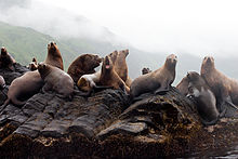 Sea lions on Moneron Island