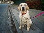 11 month old golden Labrador pedigree.jpg