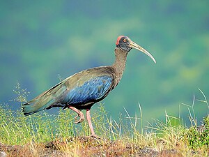 Red-naped ibis