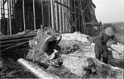 1935: „Die riesige Weide am alten Eishaus (in Abbruch) am Altenbekener Damm mußte dem Maschsee Platz machen und wird hier für das Museum ausgehöhlt“; Fotografie des Ökologen Max Hugo Weigold