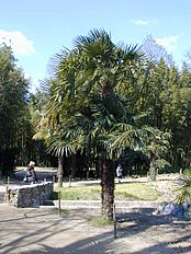 20040413 Trachycarpus fortunei.JPG
