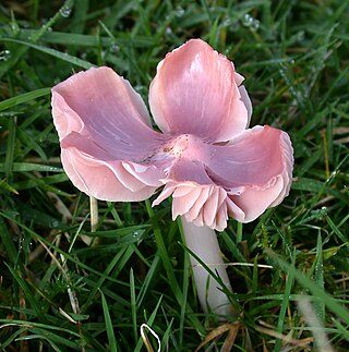 <i>Porpolomopsis calyptriformis</i> Species of fungus