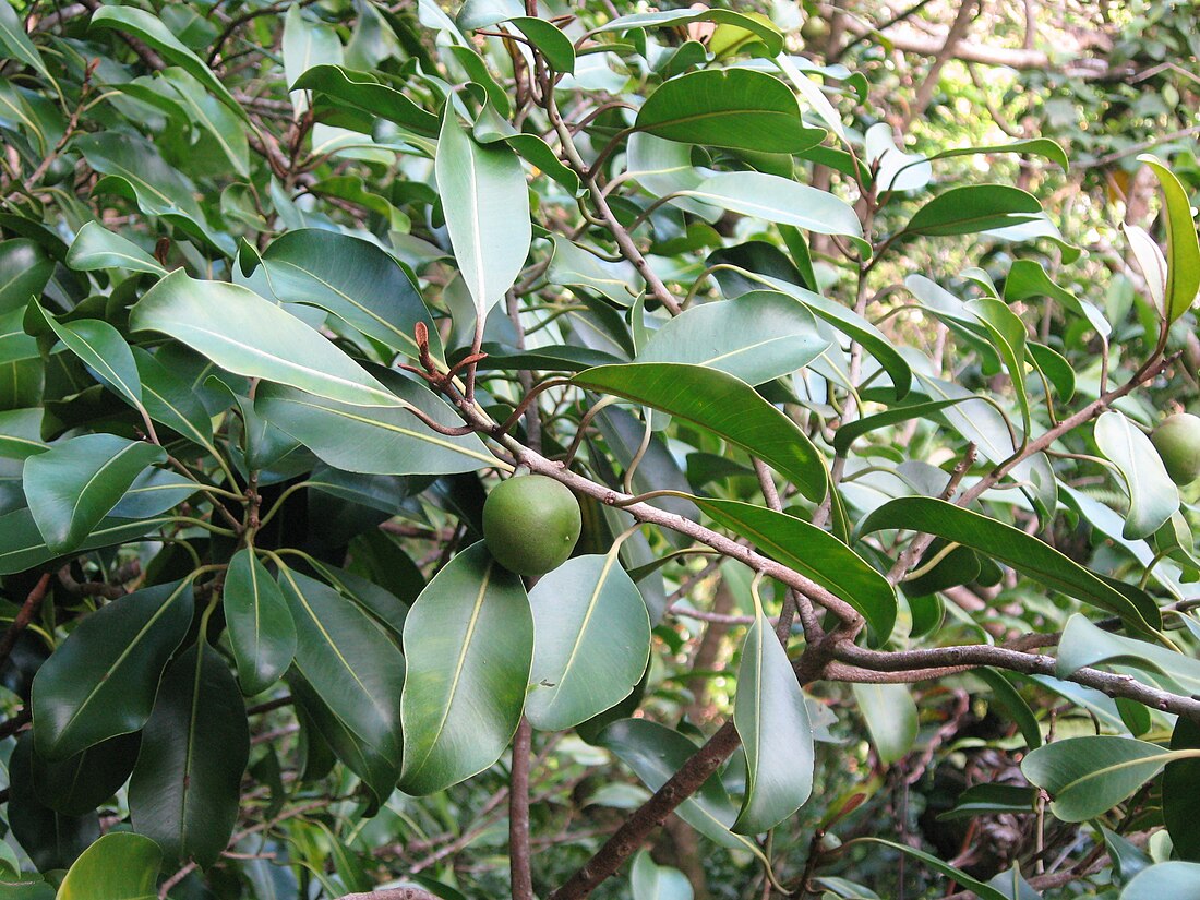 Planchonella sandwicensis