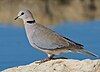 2012 Ring-necked Dove, crop.jpg