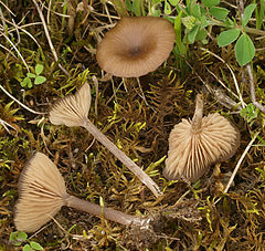 Entoloma sericeoides: fotografijŏ