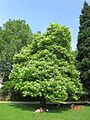 Catalpa bignonioides, or southern catalpa