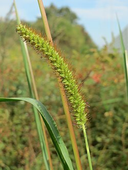 Sinipantaheinä (Setaria pumila)