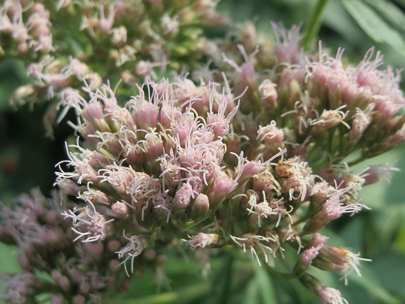 File:20150809Eupatorium cannabinum1.jpg