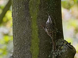 2016.09.28.-12-Vogelstangsee Mannheim--Gartenbaumlaeufer.jpg