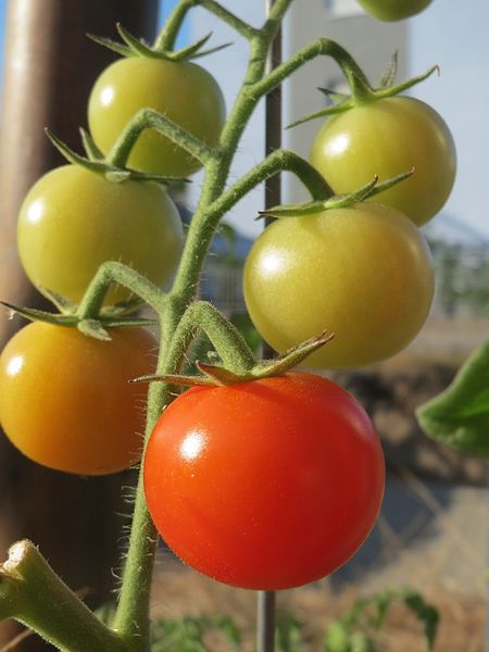 File:20160913Solanum lycopersicum3.jpg