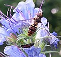 Hainschwebfliege Episyrphus balteatus (Weibchen)