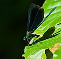 Blauflügel-Prachtlibelle - Calopteryx virgo, Männchen