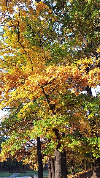 File:20201025 151012 Park Helenów in Łódź.jpg