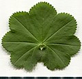 * Nomination Alchemilla vulgaris. Leaf adaxial side. --Knopik-som 10:37, 2 July 2021 (UTC) * Promotion  Support Good quality. --Steindy 12:02, 2 July 2021 (UTC)