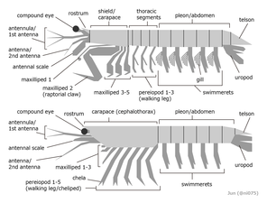 Stomatopod and decapod (general morphology comparison)