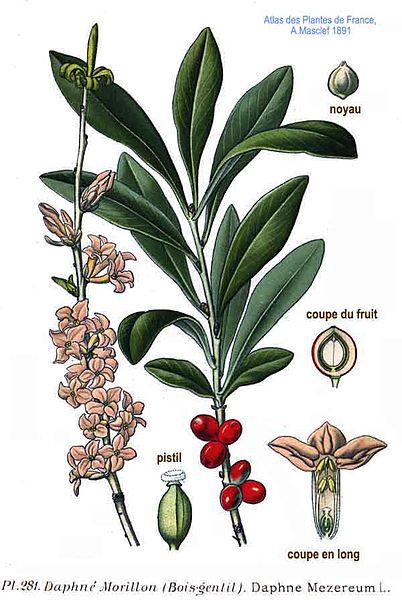 File:281 Daphne Mezereum L.jpg