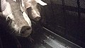 2 cochons poussés dans une nacelle.jpg