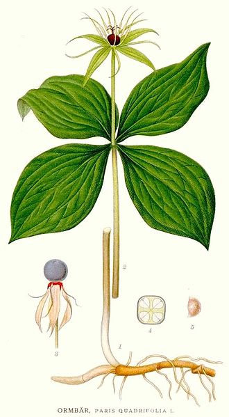 File:393 Paris quadrifolia.jpg