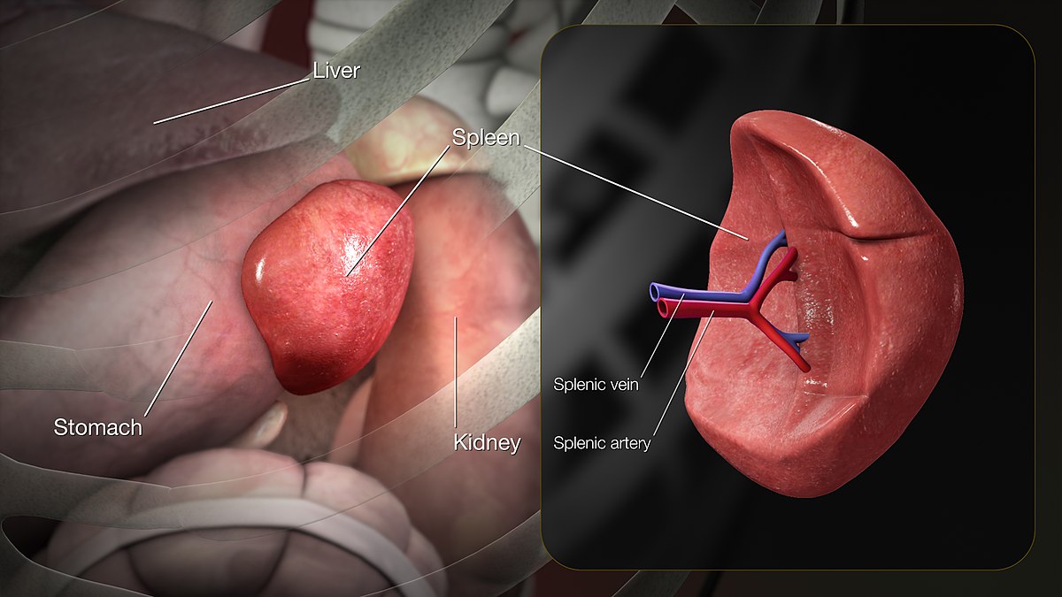 anatomy of spleen