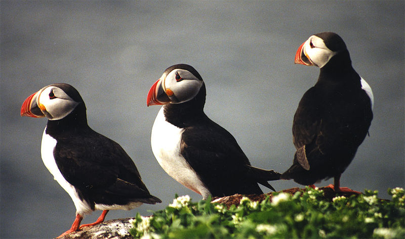 File:3puffins.jpg