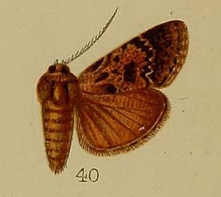 <i>Macalla eumictalis</i> Species of moth