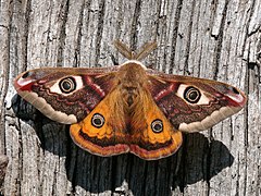 Saturniidae (Saturnia pavonia)