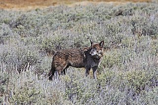 <span class="mw-page-title-main">926F (Spitfire)</span> Wolf from Yellowstone National Park (2011-2018)