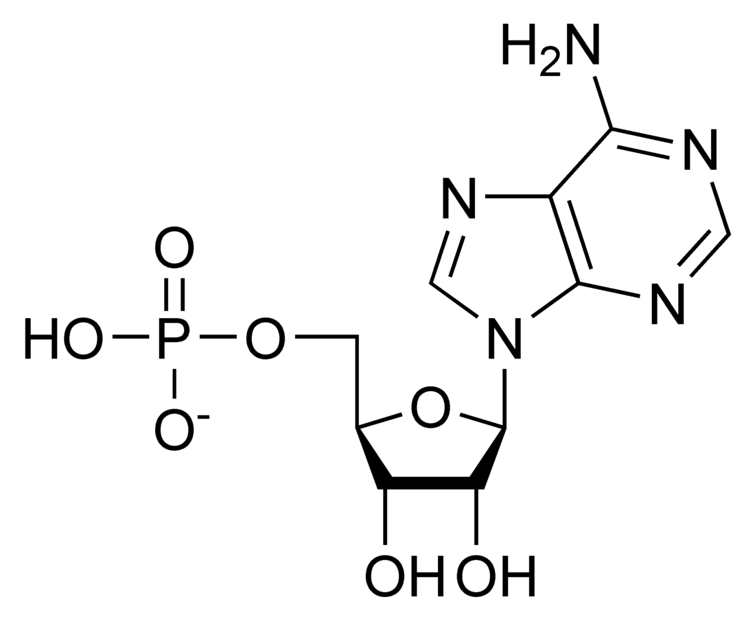 Adenosina monofosfat