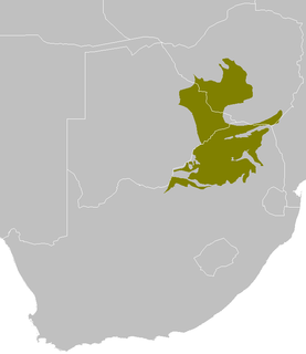 Bushveld Ecoregion in Southern Africa