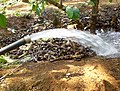 A Faucet water the coffee tree in dry season.jpg