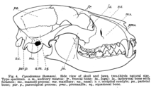 Lebih Rendah Miosen fauna dari Dakota Selatan (1907) gbr. 4.png