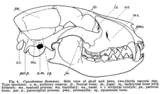 Description de l'image A Lower Miocene fauna from South Dakota (1907) fig. 4.png.
