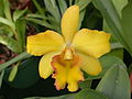 Miniatuur voor Bestand:A and B Larsen orchids - Brassolaeliocattleya Fortune Spellbound DSCN5381.JPG