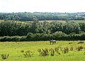 A horse pasture near Charlton Farm, Somerset.jpg