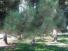A pine tree.JPG
