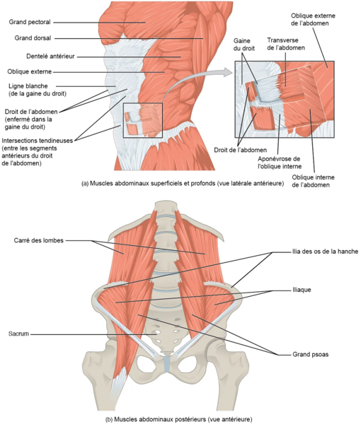 File:Abdomen muscle.png